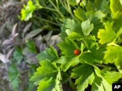 This November 26, 2019, image provided by Jessica Damiano shows a ladybug on a parsley plant in Glen Head, New York, herb garden. (Jessica Damiano via AP)