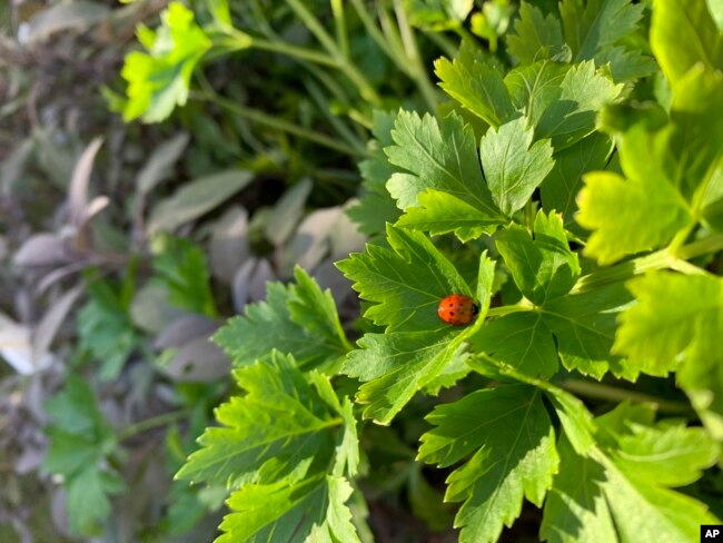 This November 26, 2019, image provided by Jessica Damiano shows a ladybug on a parsley plant in Glen Head, New York, herb garden. (Jessica Damiano via AP)