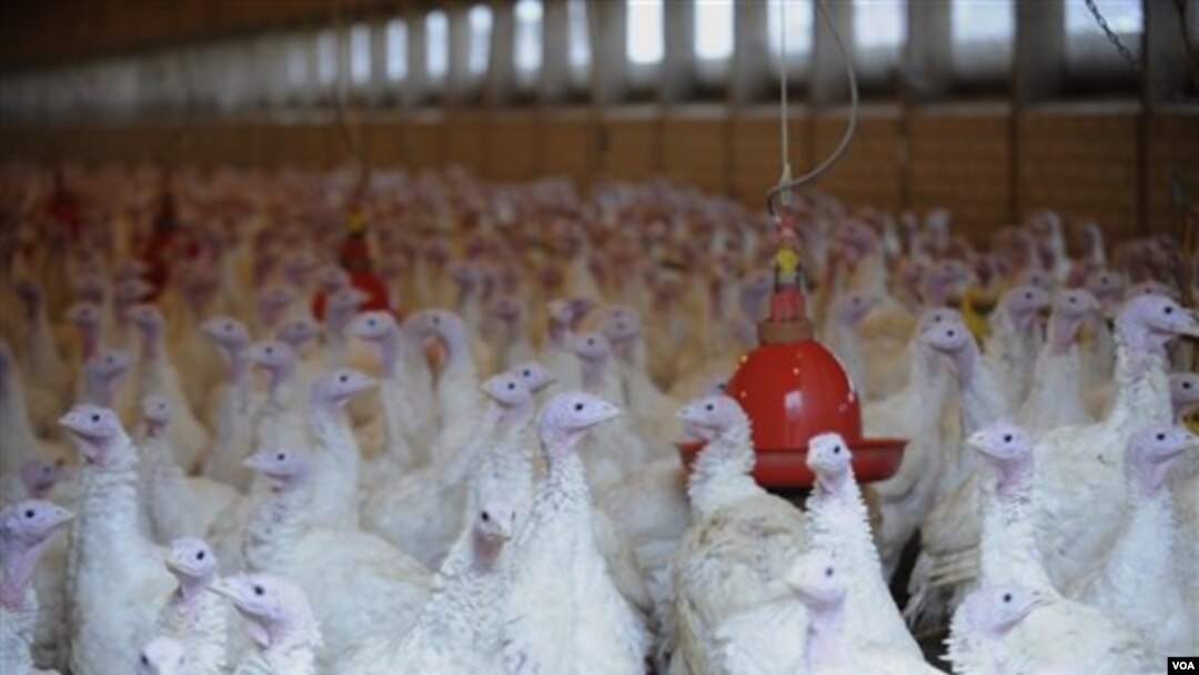Sebuah peternakan kalkun di Neerstedt, Jerman utara ditutup karena diduga menggunakan bahan kimia yang mengandung dioxin sebagai makanan ternak.