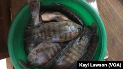 Du tilapia frais pesé pour la vente à Lomé, le 18 avril 2018 (VOA/Kayi Lawson)