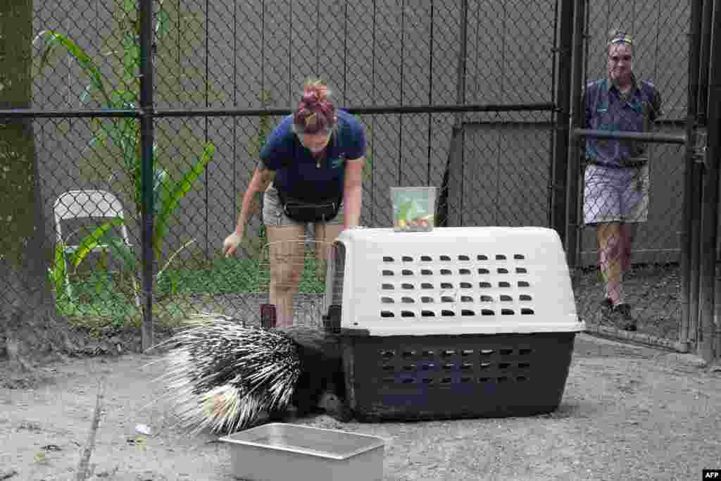 Employees move an African porcupine named Chompers to a pet carrier at Zoo Tampa ahead of Hurricane Milton's expected landfall in the middle of this week, Oct. 7, 2024 in Florida.