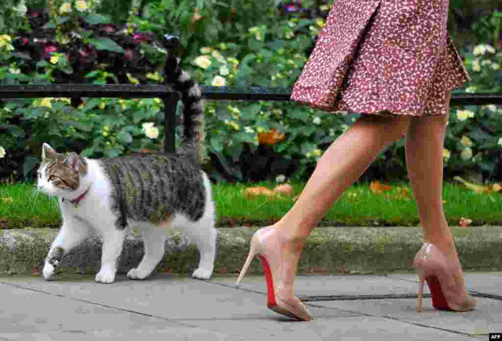 27 tháng 9: Con mèo của Thủ tướng Anh đi dạo trên con đường Downing có dinh thủ tướng ở London. REUTERS/Toby Melville