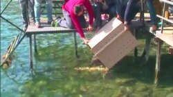 Црни лебеди повторно во Охридското езеро