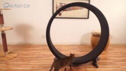 Тренажер для кошек