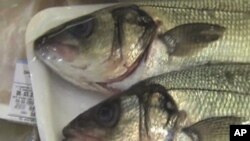 EU Tries to Halt Collapse of Fisheries