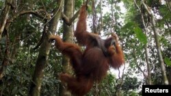 Orangutan jantan bergantung di sebuah pohon di Taman Nasional Gunung Leuser di Langkat, Sumatera Utara. (Foto: Dok)