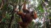 FILE - A male orangutan hangs from a tree in Gunung Leuser National Park in Langkat district of the Indonesia's North Sumatra Province.