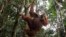 FILE - A male orangutan hangs from a tree in Gunung Leuser National Park in Langkat district of the Indonesia's North Sumatra Province.