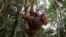 FILE - A male orangutan hangs from a tree in Gunung Leuser National Park in Langkat district of the Indonesia's North Sumatra Province. A male orangutan on the Borneo died after being shot at least 130 times with an air gun and apparently being stabbed and clubbed.