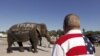 Elefante encabeza desfile en apoyo a Donald Trump