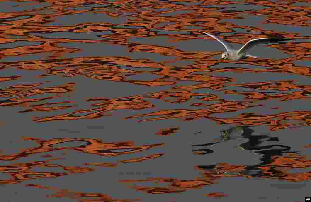 A gull flies over the reflection of a Gazela (Gazelle) bridge on the Sava river in Belgrade, Serbia.&nbsp; Weather forecasts predict good weather conditions in Serbia for upcoming days.