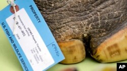 FILE - An ashtray made from a rhinoceros foot is displayed with other confiscated illegal animal parts at a news conference at the Woodland Park Zoo where an event to turn in endangered species animal parts was announced, April 3, 2019, in Seattle, Wash. 