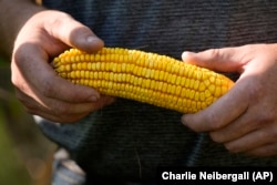 Cameron Sorgenfrey holds an ear of corn from a short corn stalk in his field, Monday, Sept. 16, 2024, in Wyoming, Iowa. (AP Photo/Charlie Neibergall)