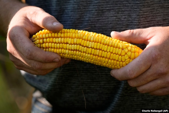 Cameron Sorgenfrey holds an ear of corn from a short corn stalk in his field, Monday, Sept. 16, 2024, in Wyoming, Iowa. (AP Photo/Charlie Neibergall)