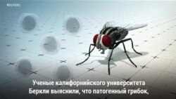 Грибок убивает мух