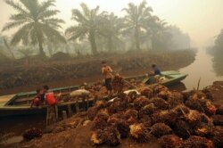 Seorang pekerja menurunkan buah kelapa sawit di perkebunan kelapa sawit di Gambut Jaya, Provinsi Jambi. (Foto: Antara/Wahyu Putro A via REUTERS)