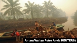 Seorang pekerja menurunkan buah kelapa sawit di perkebunan kelapa sawit di Gambut Jaya, Provinsi Jambi. (Foto: Antara/Wahyu Putro A via REUTERS)