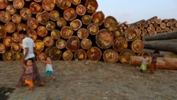 မြန်မာ့သစ်တောပြုန်းတီးမှု အဓိက အကြောင်းတရားများ