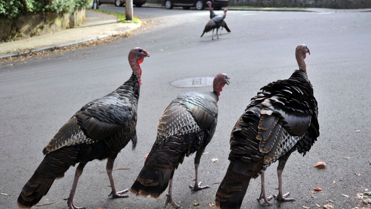 Birds Gone Wild Resurgent Turkeys Spar With Human Neighbors