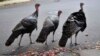 Wild turkeys walk along a street in a residential neighborhood in Brookline, Mass., Sept. 27, 2017. 