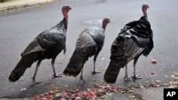 Wild turkeys walk along a street in a residential neighborhood in Brookline, Mass., Sept. 27, 2017. 