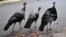Wild turkeys walk along a street in a residential neighborhood in Brookline, Mass., Sept. 27, 2017. 