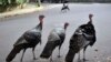 Birds Gone Wild: Resurgent Turkeys Spar With Human Neighbors