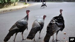 FILE - Wild turkeys walk along a street in a residential neighborhood in Brookline, Mass., Sept. 27, 2017. 