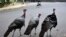 FILE - Wild turkeys walk along a street in a residential neighborhood in Brookline, Mass., Sept. 27, 2017. 
