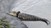 Buaya dengan ban sepeda motor yang melilit di lehernya di tepi Sungai di Palu, Sulawesi Tengah, 22 Januari 2020. (Foto: AFP)