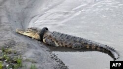 Buaya dengan ban sepeda motor yang melilit di lehernya di tepi Sungai di Palu, Sulawesi Tengah, 22 Januari 2020. (Foto: AFP)