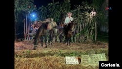 Un campesino montado en su caballo, que relata en este Cuadro Vivo la relación indispensable para campesinos y ganaderos de las sabanas del Caribe en el desarrollo de sus actividades diarias con estos animales. [Foto: cortesía del Festival Folclórico de la Algarroba]