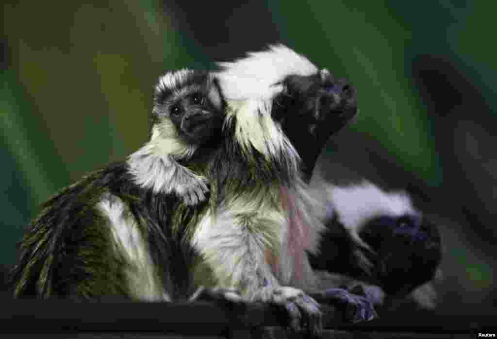 이스라엘 예루살렘 동물원의 타마린 원숭이. 남아메리카 산으로 멸종 위기 동물이다. (Reuters)