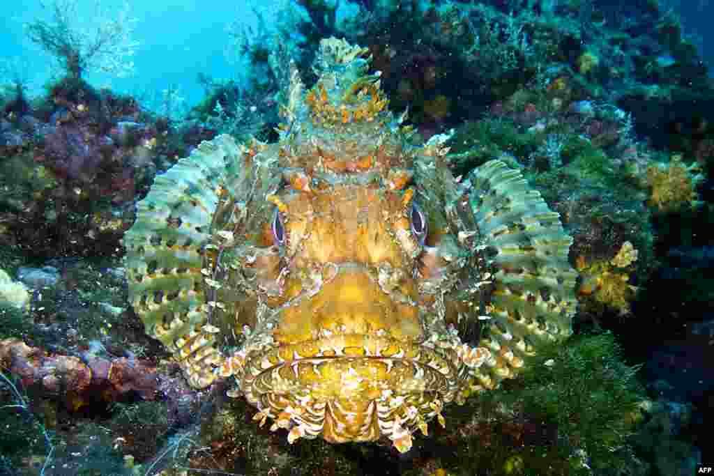 A scorpion fish is pictured on the seabed of the Plane Island near Marseille, southern France. 