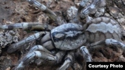 Tarantula Poecilotheria rajaei baru ditemukan di sebuah hutan di Sri Lanka (Courtesy: Ranil P. Nanayakkara)