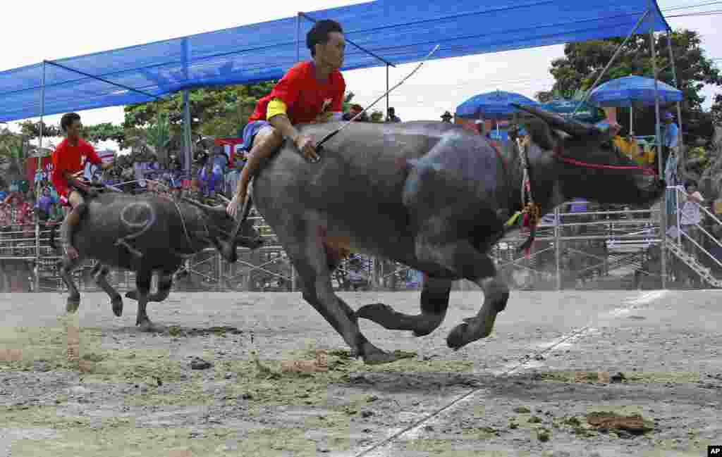 Thai jockeys competing in the annual water buffalo race cross the finish line in Chonburi Province southeast of Bangkok. The annual race is a celebration of rice farmers before harvest.