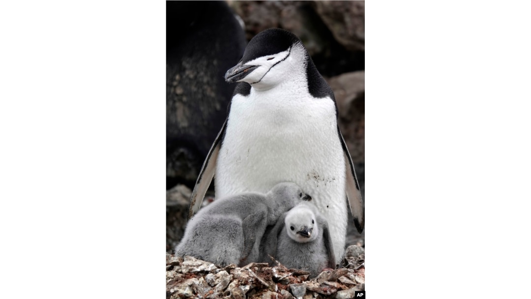 Napping Penguins