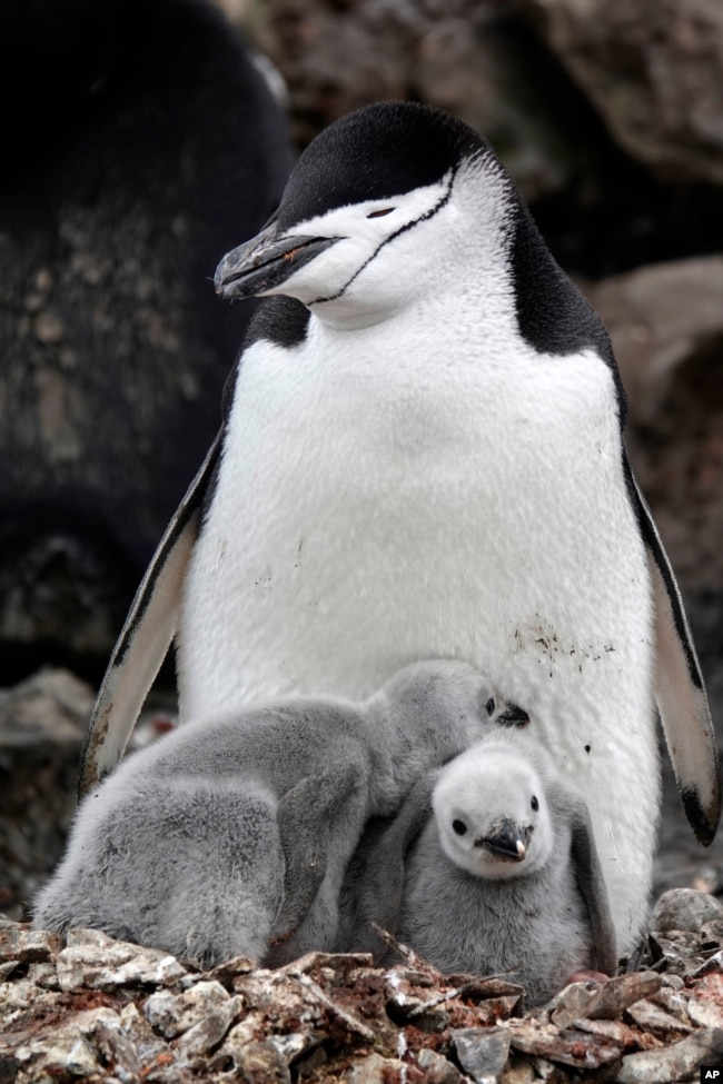 This image provided by Won Young Lee shows wild chinstrap penguins guard their fuzzy gray chicks on King George Island, Antarctica. (Won Young Lee via AP)