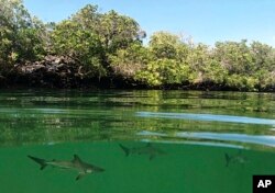 A hammerhead shark nursery, recently discovered in Santa Cruz, Galapagos Islands, Ecuador, is seen in this Feb. 25, 2019 handout photo provided by the Galapagos National Park.