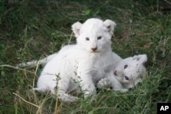 White lion cubs born recently on Pumba Game Reserve