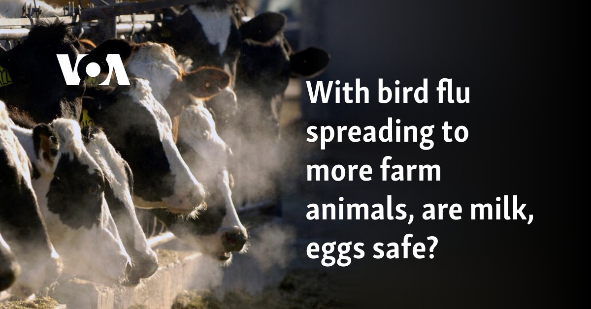 With bird flu spreading to more farm animals, are milk, eggs safe?