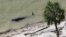 A dead pilot whale lies near the beach in a remote area of Florida's Everglades National Park, Dec. 4, 2013.