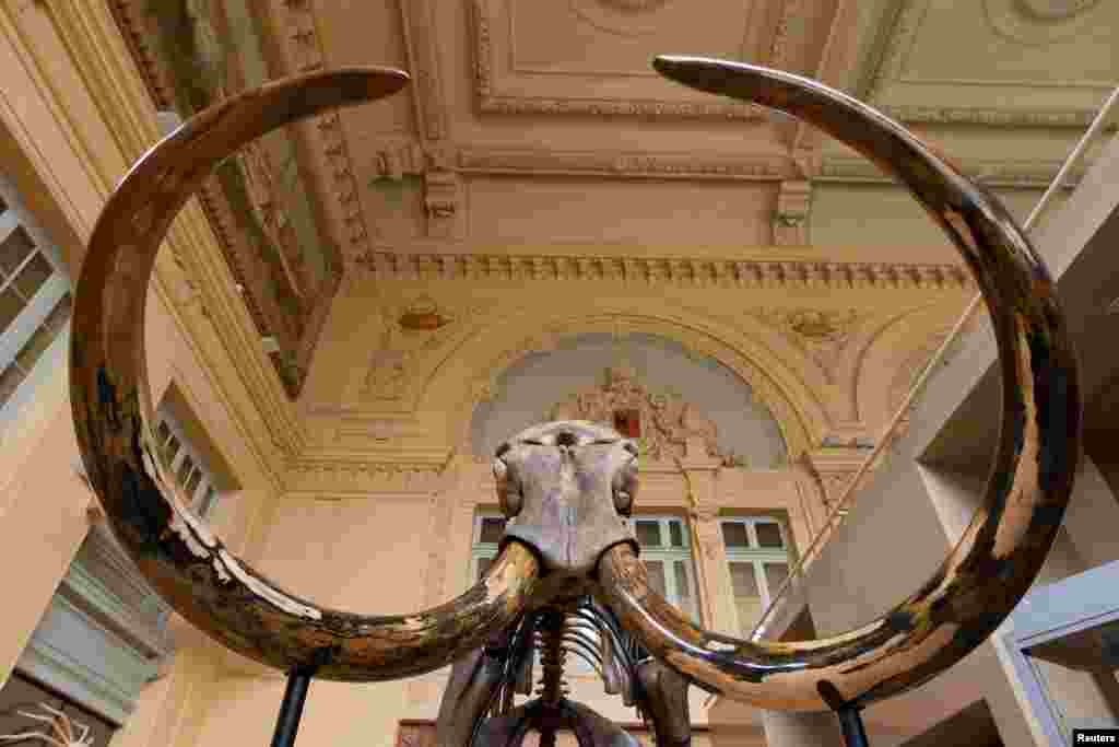A complete mammoth skeleton is displayed before its auction by Aguttes auction house in Lyon, France.