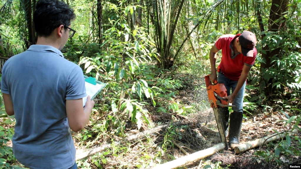 Forestry student Mateus Sanquetta observes as day laborer Ilandio Pereira da Silva cuts down a tree in the Amazon to measure its carbon levels in Itapua do Oeste, Rondonia state, Brazil November 4, 2020. (REUTERS/Jake Spring)