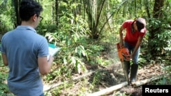 Forestry student Mateus Sanquetta observes as day laborer Ilandio Pereira da Silva cuts down a tree in the Amazon to measure its carbon levels in Itapua do Oeste, Rondonia state, Brazil November 4, 2020. (REUTERS/Jake Spring)