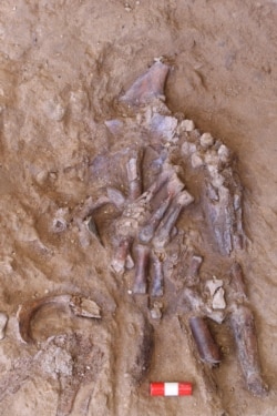 The bones of a Neanderthal's left hand emerging from the sediment in Shanidar Cave in northern Iraq, is seen in an undated photo. Courtesy of Graeme Barker/Handout via REUTERS