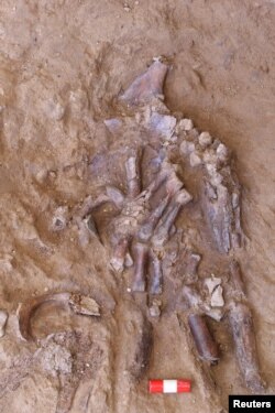 The bones of a Neanderthal's left hand emerging from the sediment in Shanidar Cave in northern Iraq, is seen in an undated photo. Courtesy of Graeme Barker/Handout via REUTERS