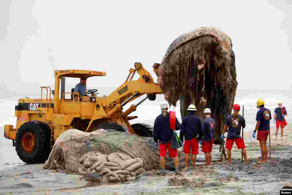 Heavy machinery is used as Encinitas lifeguards work to remove the carcass of a large humpback whale that washed ashore in Leucadia, California.