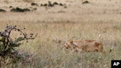 FILE - In this photo taken July 30, 2015, a lioness walks in the long grass in the Nairobi National Park in Nairobi, Kenya. 