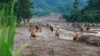 Rescue workers search for the missing after a flash flood buries a hamlet in mud and debris in the aftermath of Typhoon Yagi in Lao Cai province, Vietnam, Sept. 12, 2024. 